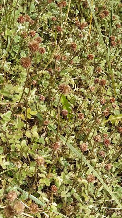 Acaena profundeincisa, photographed by Heidi Meudt