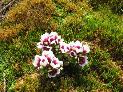 Gentianella cerina, photographed by n_armstrong