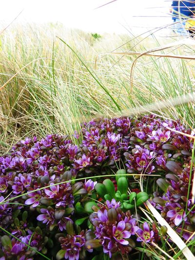 Gentianella cerina, photographed by n_armstrong