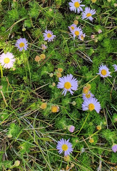 Brachyscome rigidula, photographed by ianrainbow