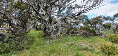 Eucalyptus pauciflora, photographed by ianrainbow
