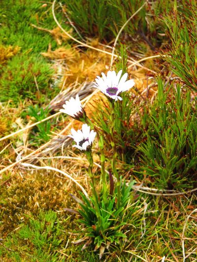 Damnamenia vernicosa, photographed by n_armstrong
