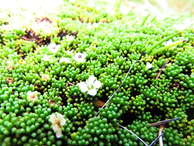 Phyllachne clavigera, photographed by n_armstrong