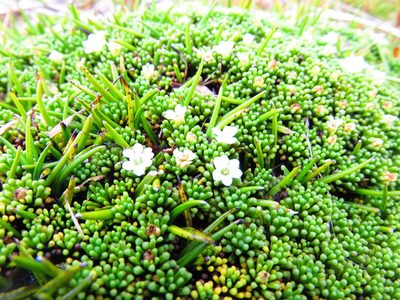 Phyllachne clavigera, photographed by n_armstrong
