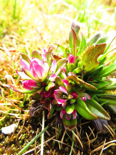 Gentianella antarctica, photographed by n_armstrong