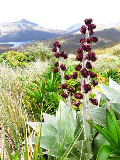 Pleurophyllum criniferum, photographed by n_armstrong