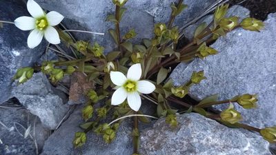 Gentianella filipes, photographed by Heidi Meudt