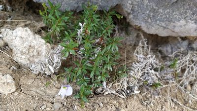 Veronica linifolia, photographed by Heidi Meudt