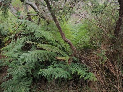 Dicksonia antarctica, photographed by Tim