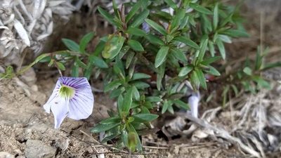 Veronica linifolia, photographed by Heidi Meudt