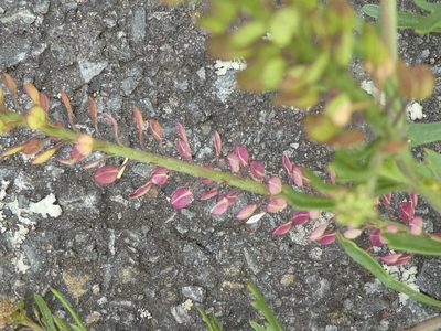 Lepidium bonariense, photographed by Doug Miller