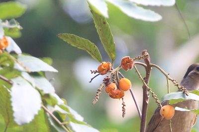Cupaniopsis flagelliformis, photographed by Richard Fuller