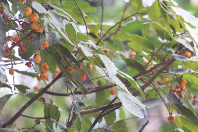 Cupaniopsis flagelliformis, photographed by Richard Fuller
