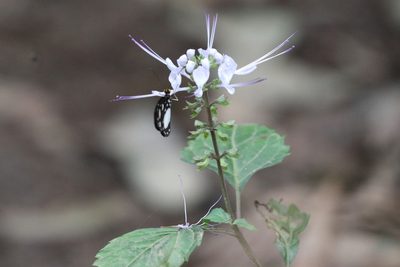Orthosiphon aristatus, photographed by Richard Fuller