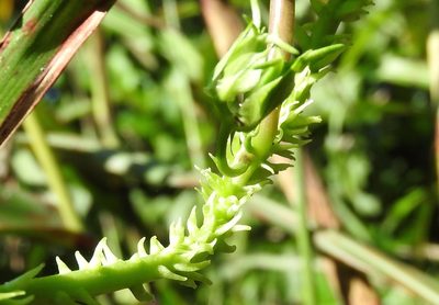 Ipomoea muricata, photographed by Francisco Farriols Sarabia