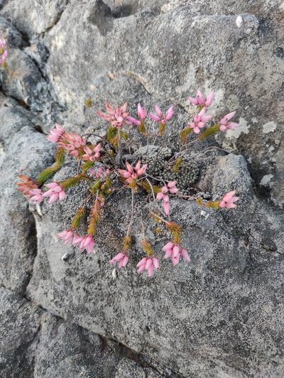 Erica doliiformis, photographed by Seth Musker