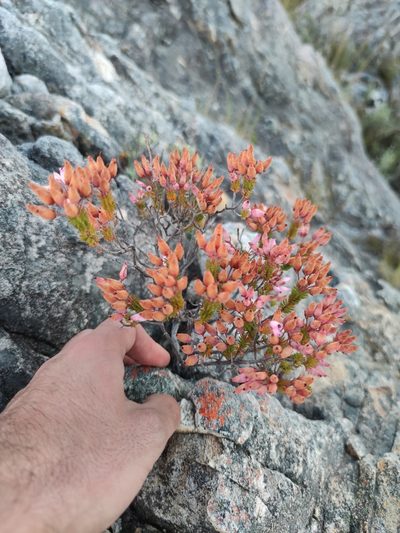 Erica doliiformis, photographed by Seth Musker