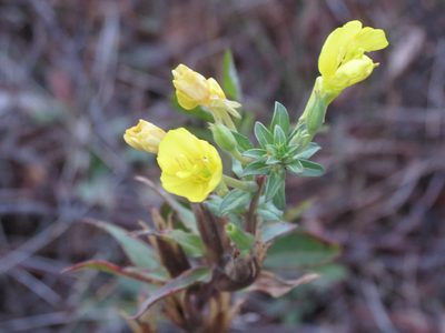 Oenothera oakesiana, photographed by Reuven Martin