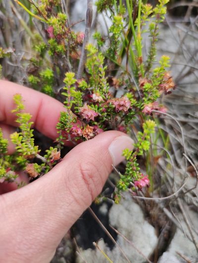 Erica azaleifolia, photographed by Seth Musker