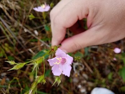 Pterogastra divaricata, photographed by Mateo Puerta