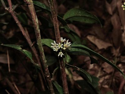 Myrsine stolonifera, photographed by Jacy Chen