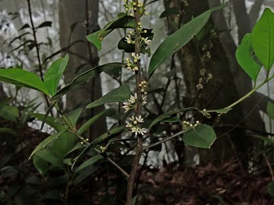 Myrsine stolonifera, photographed by Jacy Chen