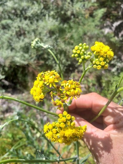 Senecio lanceus, photographed by kevin koen