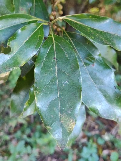 Neolitsea zeylanica, photographed by T R Shankar Raman