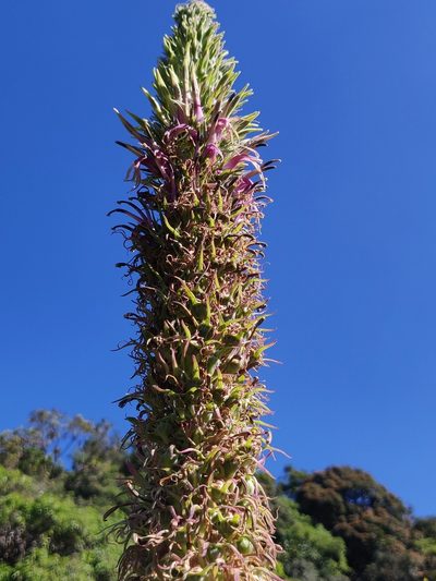 Lobelia leschenaultiana, photographed by T R Shankar Raman