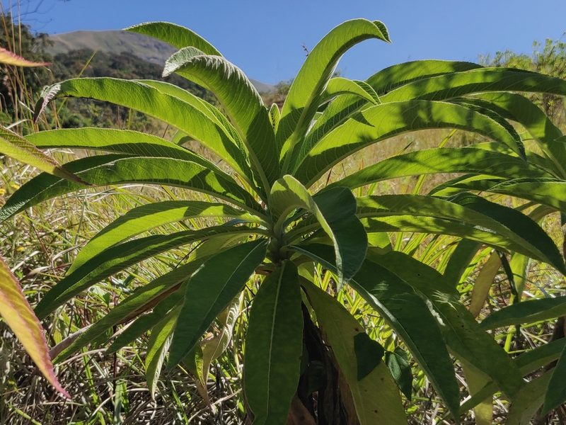 Lobelia leschenaultiana, photographed by T R Shankar Raman