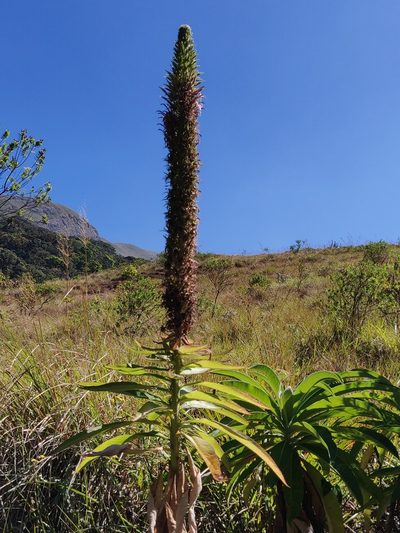 Lobelia leschenaultiana, photographed by T R Shankar Raman