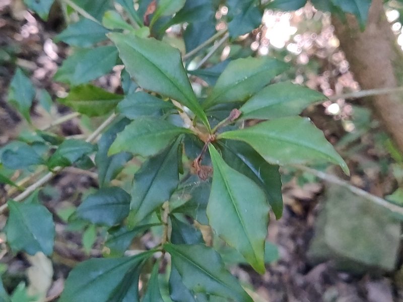 Ardisia rhomboidea, photographed by T R Shankar Raman