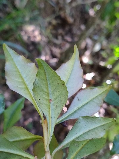 Ardisia rhomboidea, photographed by T R Shankar Raman