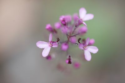 Stylidium tenue, photographed by Ruth Clark