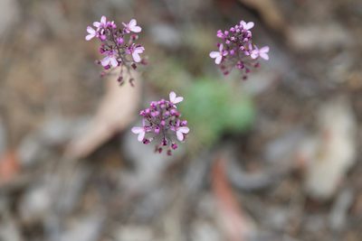Stylidium tenue, photographed by Ruth Clark