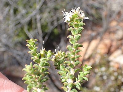 Agathosma recurvifolia, photographed by Di Turner