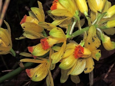 Phaius flavus, photographed by Jacy Chen