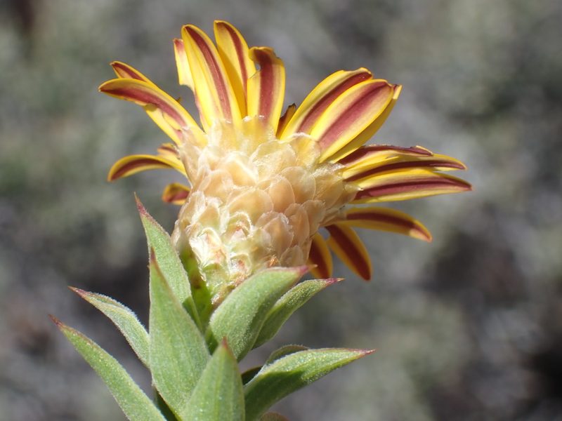 Oedera speciosa, photographed by Di Turner