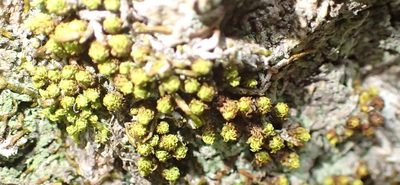 Macromitrium viticulosum, photographed by Nicola van Berkel
