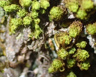 Macromitrium viticulosum, photographed by Nicola van Berkel