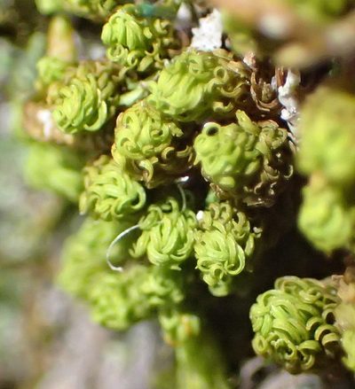 Macromitrium viticulosum, photographed by Nicola van Berkel