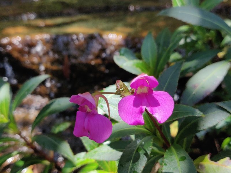 Impatiens tangachee, photographed by T R Shankar Raman