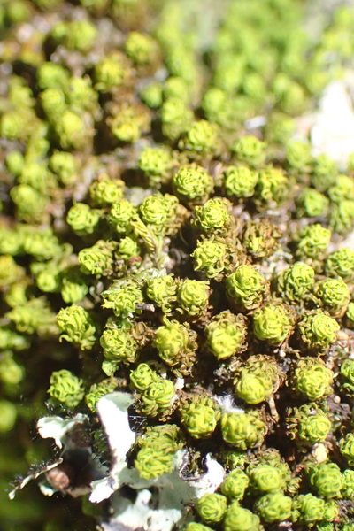 Macromitrium viticulosum, photographed by Nicola van Berkel