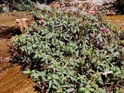 Impatiens tangachee, photographed by T R Shankar Raman