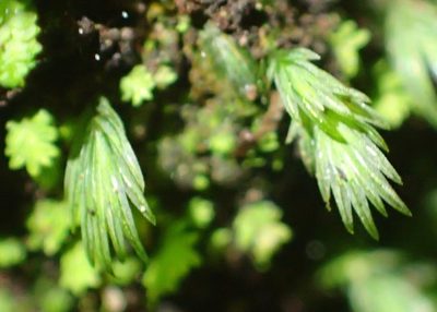 Fissidens ovatus, photographed by Nicola van Berkel