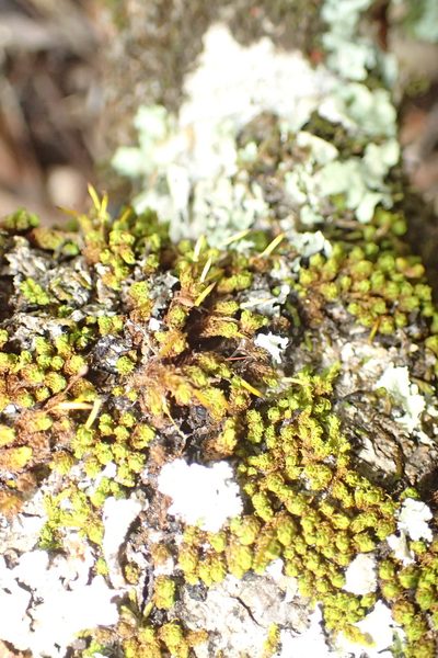 Macromitrium viticulosum, photographed by Nicola van Berkel