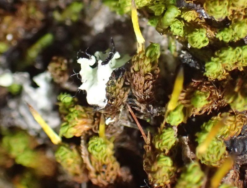 Macromitrium viticulosum, photographed by Nicola van Berkel