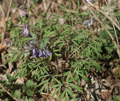 Corydalis subjenisseensis, photographed by Oleg Kosterin