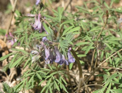 Corydalis subjenisseensis, photographed by Oleg Kosterin