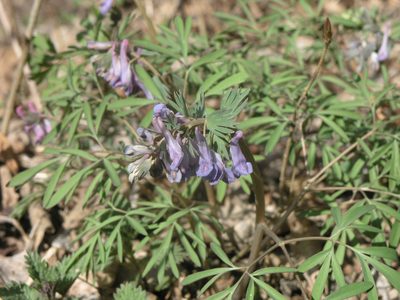 Corydalis subjenisseensis, photographed by Oleg Kosterin
